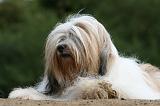 TERRIER DU TIBET 220